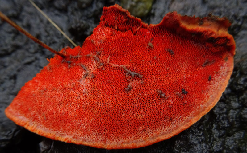 Pycnoporus cinnabarinus